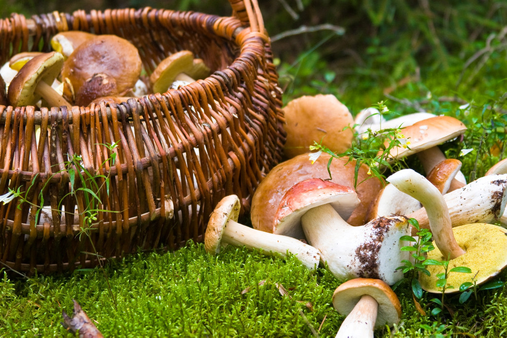 Geflochtener Korb, der auf Waldboden steht und Pilze enthält. Geflochtener Korb, der auf Waldboden steht und Pilze enthält.