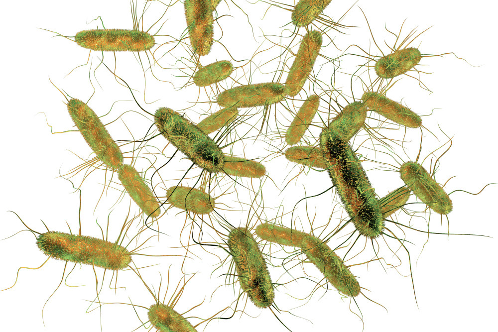 Salmonella bacteria. S. typhi, 3D-Illustration
