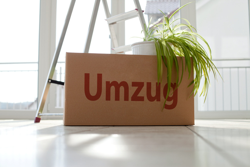 Ein leerer Raum, in dem ein Umzugskarton mit Topfpflanze vor einer Leiter steht. Ein leerer Raum, in dem ein Umzugskarton mit Topfpflanze vor einer Leiter steht.