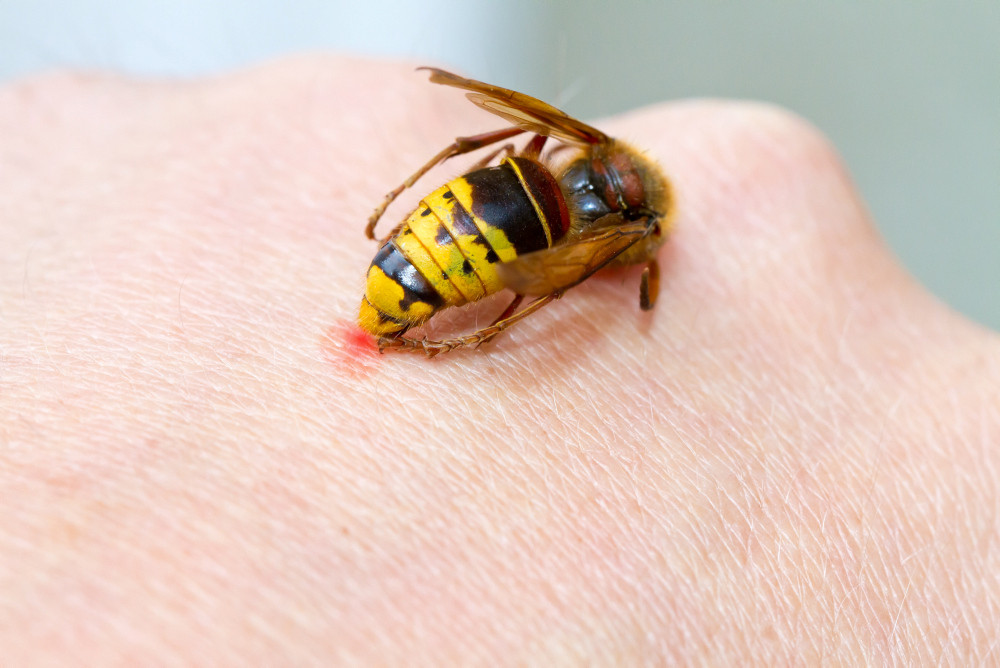 Wespe sticht zu Wespe sticht zu