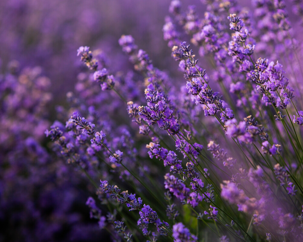 Lavandula angustifolia