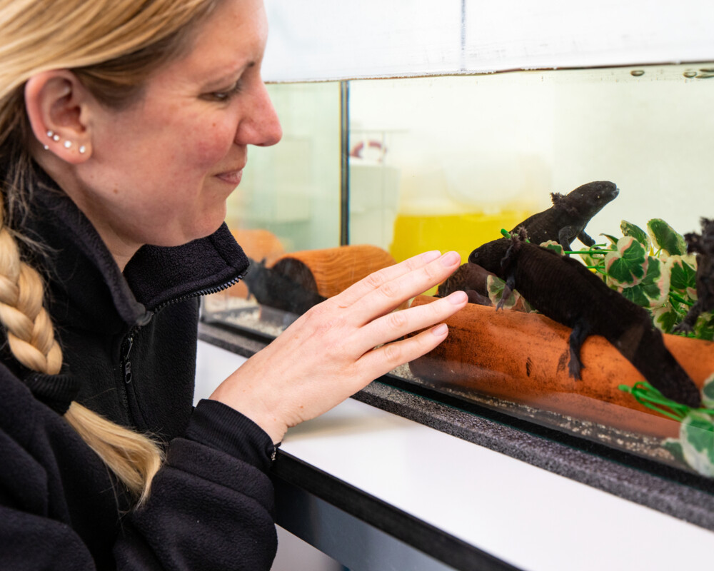 Dr. Sarah Strauß von der Medizinischen Hochschule Hannover vor einem Terrarium mit Axolotl Dr. Sarah Strauß von der Medizinischen Hochschule Hannover vor einem Terrarium mit Axolotl