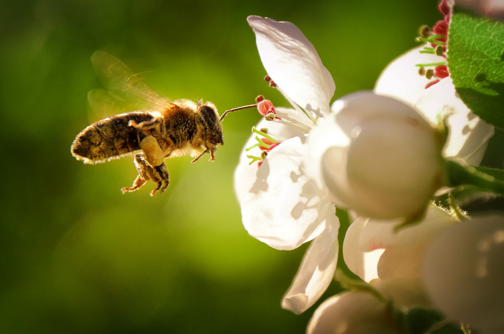 Biene fliegt Blüte an