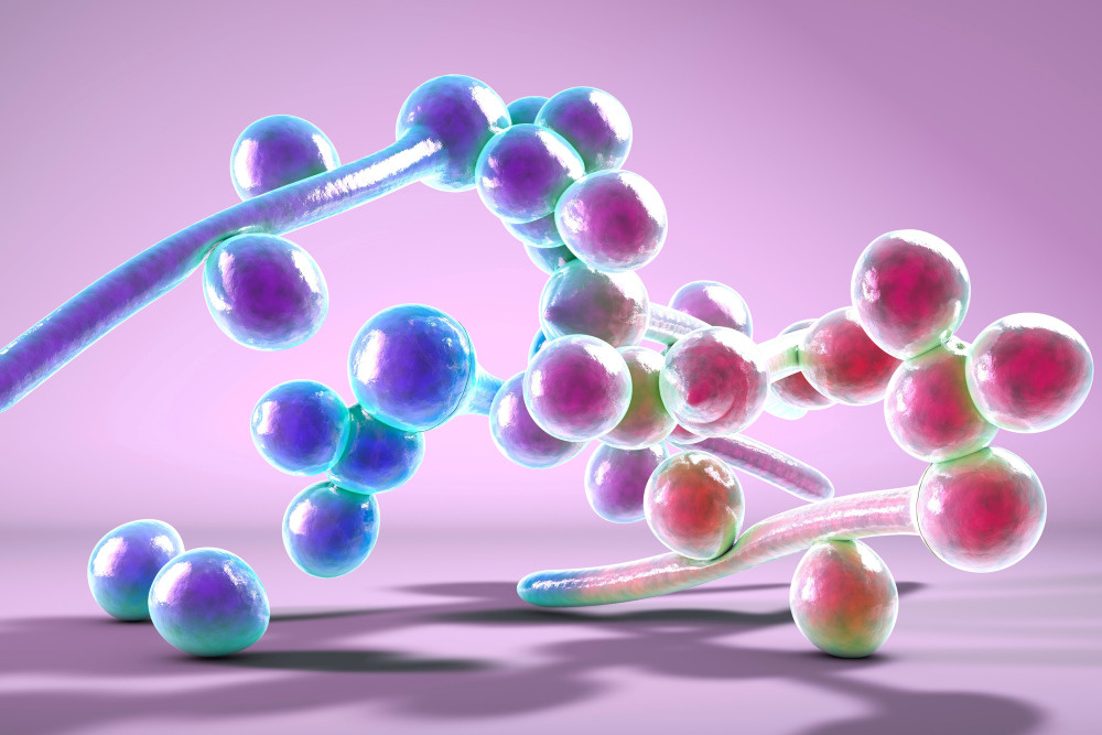 3D-Illustration von Candida albicans