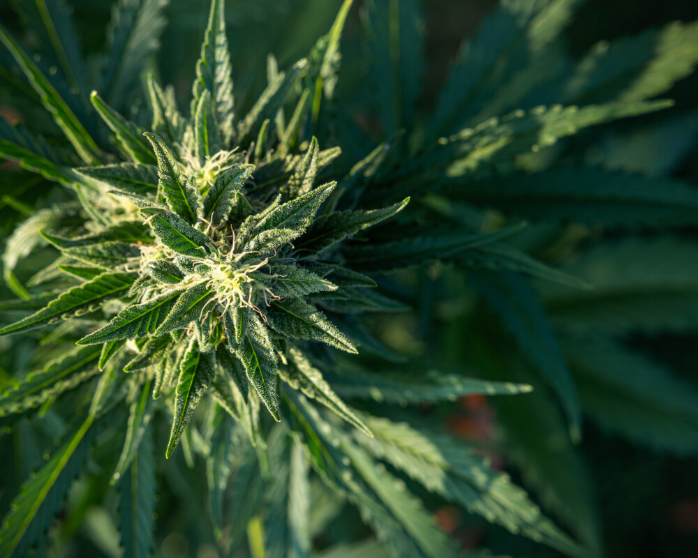 Cannabispflanze mit Blüten