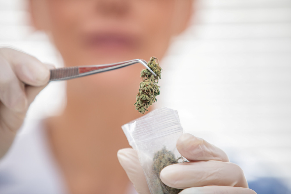 Nahaufnahme einer Forscherin, die trockene Cannabisknospen in eine Plastiktüte steckt.