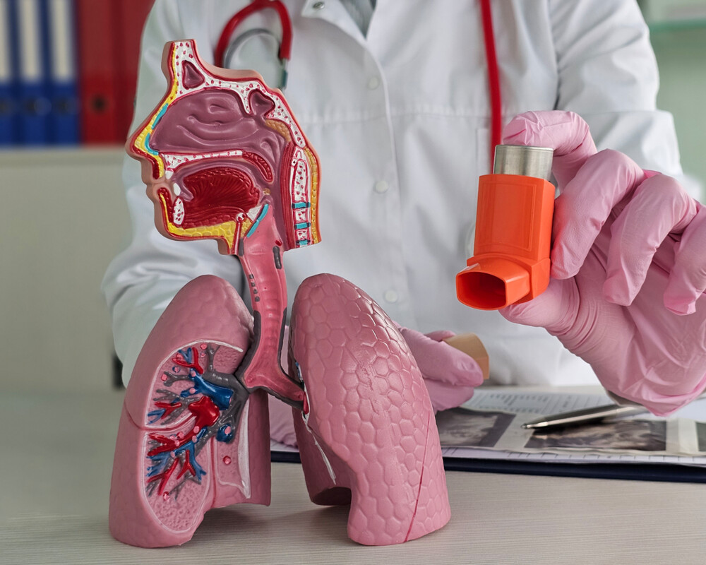 Anatomisches Lungenmodell im Vordergrund. Ein Arzt hält ein Dosieraerosol in die Kamera