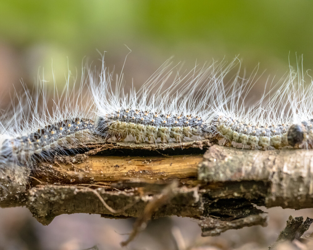 Raupen des Nachtfalters Eichenprozessionsspinners mit sichtbaren Brennhaaren.