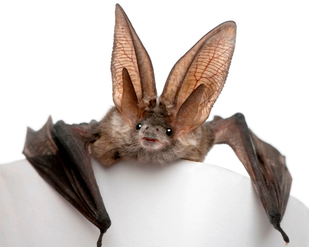 Graue Langohrfledermaus, Plecotus astriacus