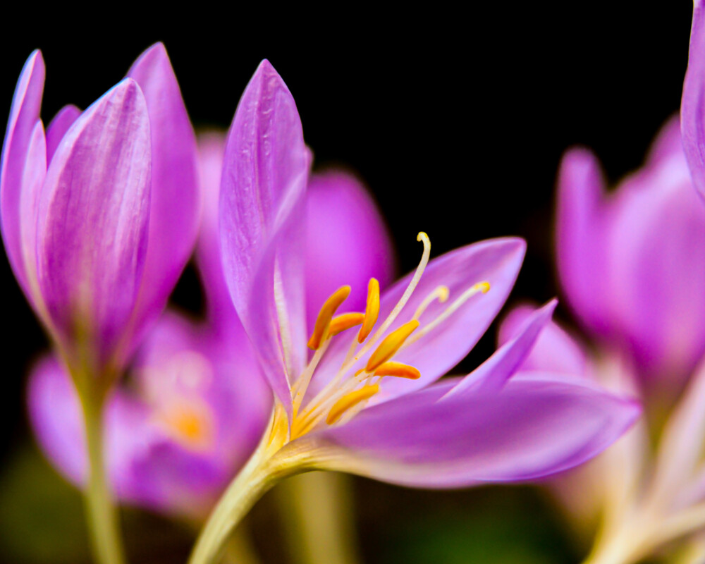 Nahaufnahme der lilafarbenen Blüte der Herbszeitlosen.