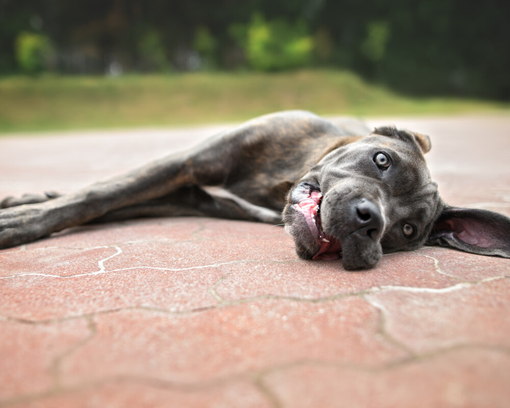 Hund liegt erschöpft auf einer Terrasse