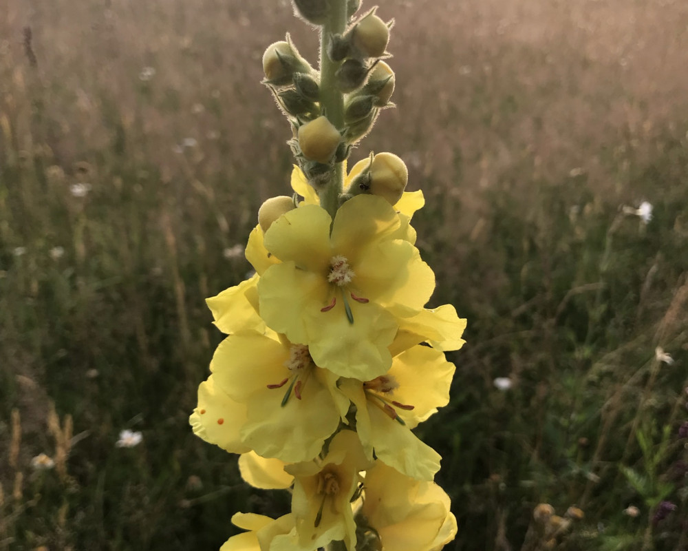 Die Großblütige Königskerze (Verbascum densiflorum) wird nach ihrem filzigen Haarwuchs auch Wollblume genannt.