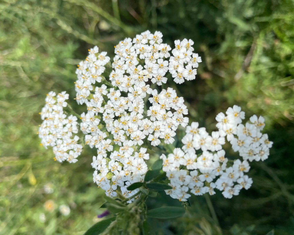 blühende Schafgarbe