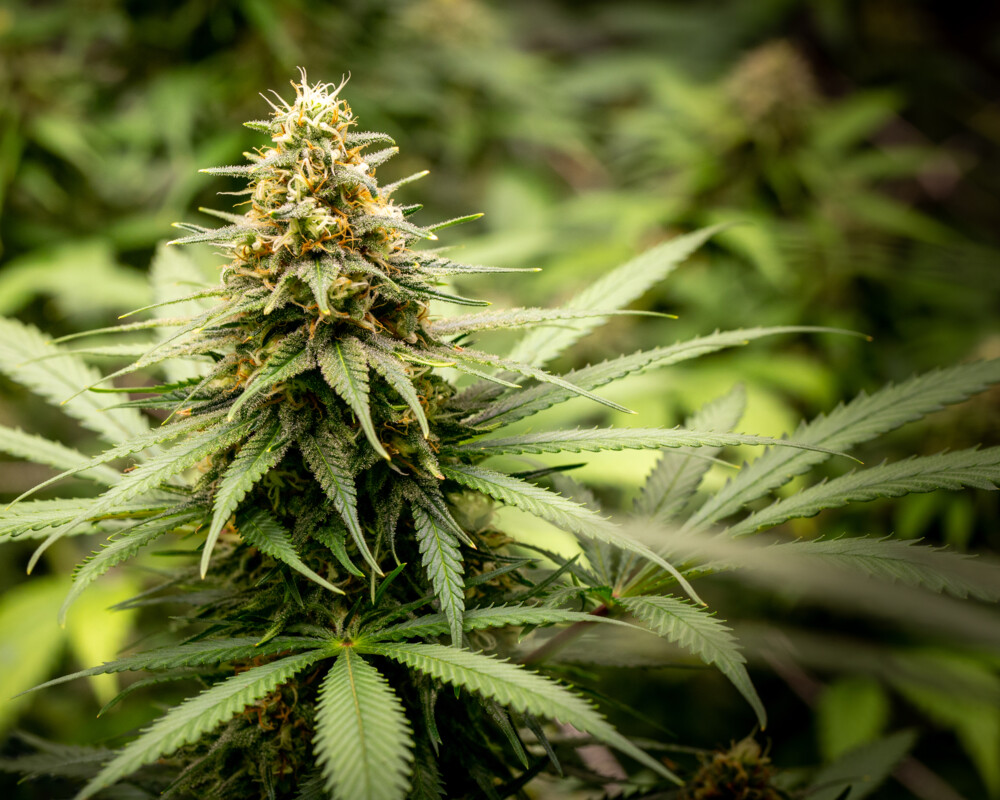 Cannabispflanze