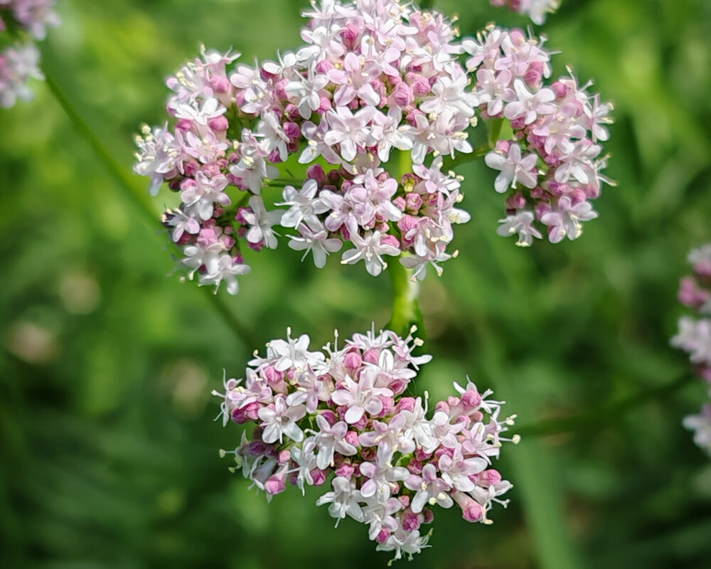 Valeriana officinalis
