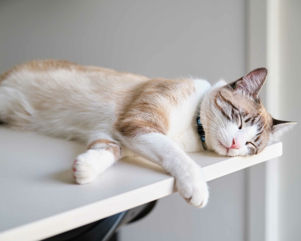 Weiß-braune Katze, auf der linken Seite schlafend Weiß-braune Katze, auf der linken Seite schlafend