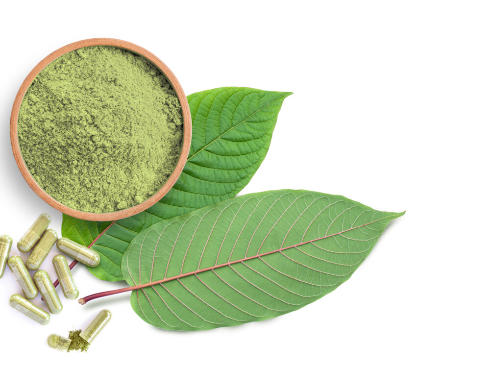 Zwei frische Kratomblätter (Mitragyna speciosa) mit einem Schälchen Kratompulber und in Kapseln verarbeitetes Pulver.