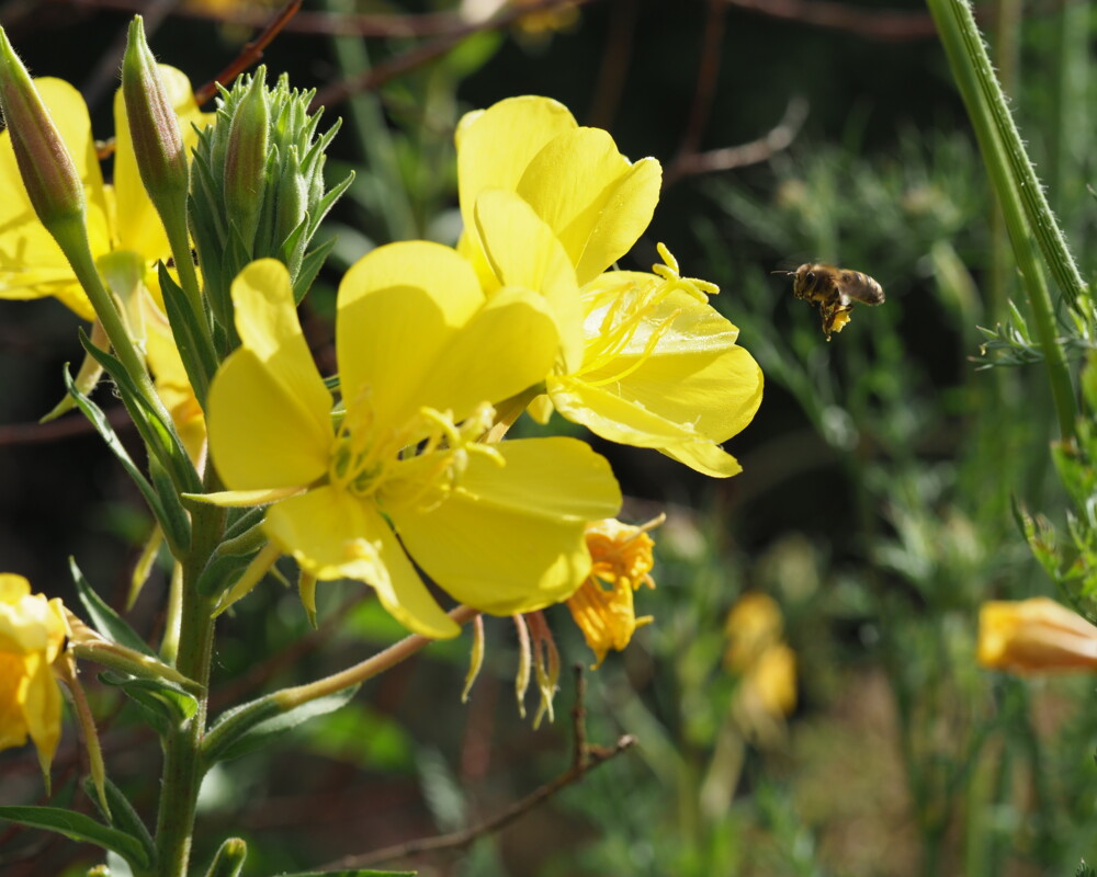 Bienen sammeln Nektar von der Gemeinen Nachtkerze (Oenothera biennis). Bienen sammeln Nektar von der Gemeinen Nachtkerze (Oenothera biennis).