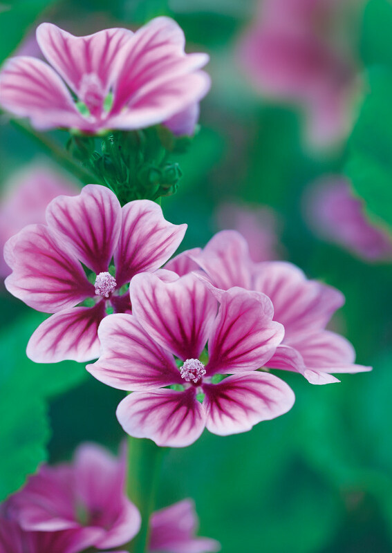 PC Blume PC Blume