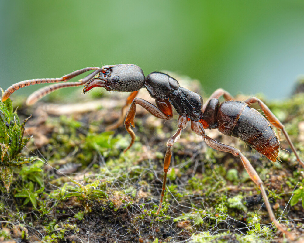 Abbildung der invasiven Asiatische Nadelameise (Brachyponera chinensis). Aron Bellersheim