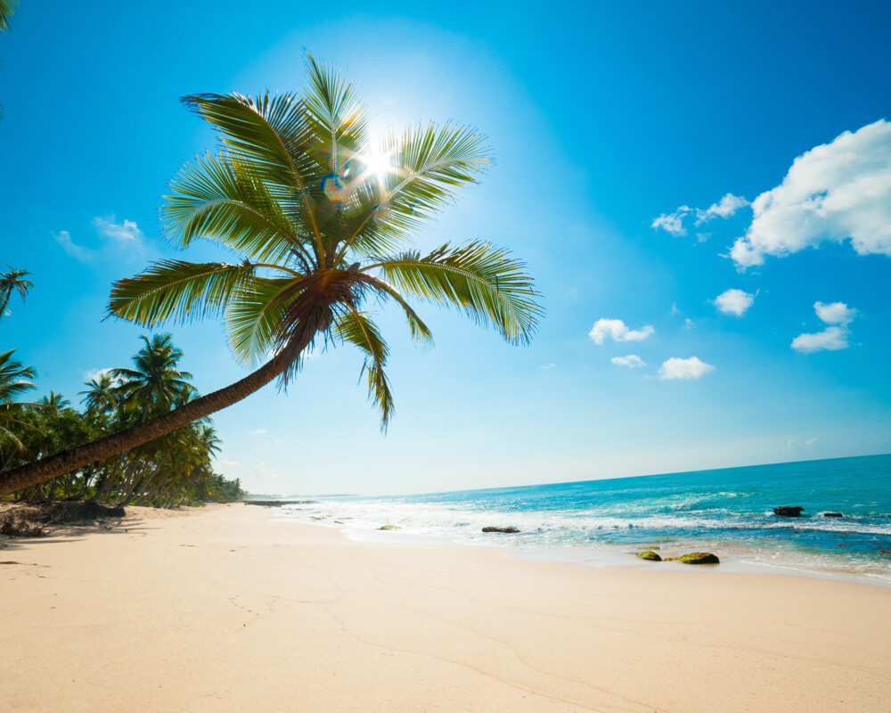 Tropischer Strand mit Palme, Sand und Meer.