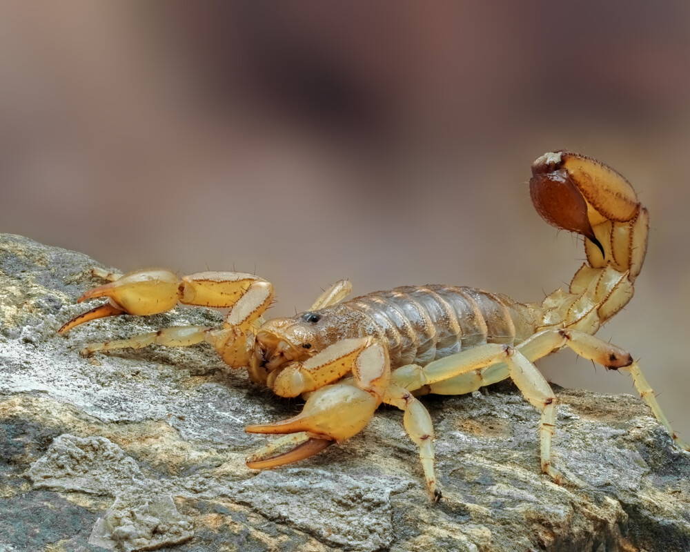 Skorpion auf einem Stein