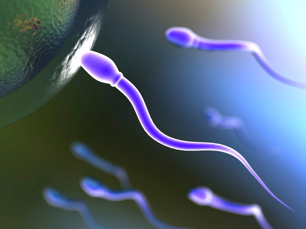 Lila eingefärbtes Spermium erreicht Eizelle