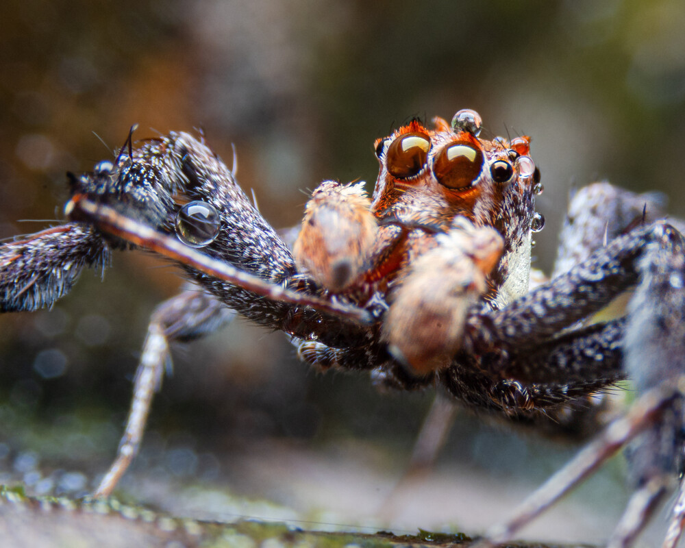 Nahaufnahme von Portia fimbriata (Männchen), einer Springspinne aus der Familie der Salticidae.