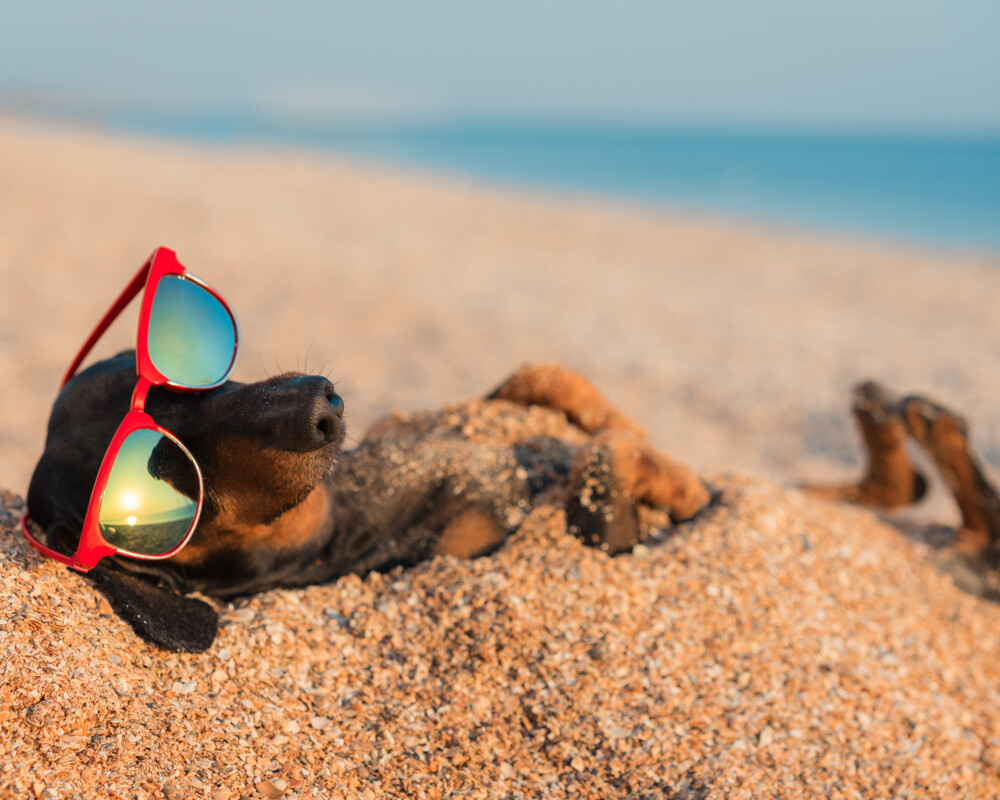 Dackel mit roter Sonnenbrille am Strand