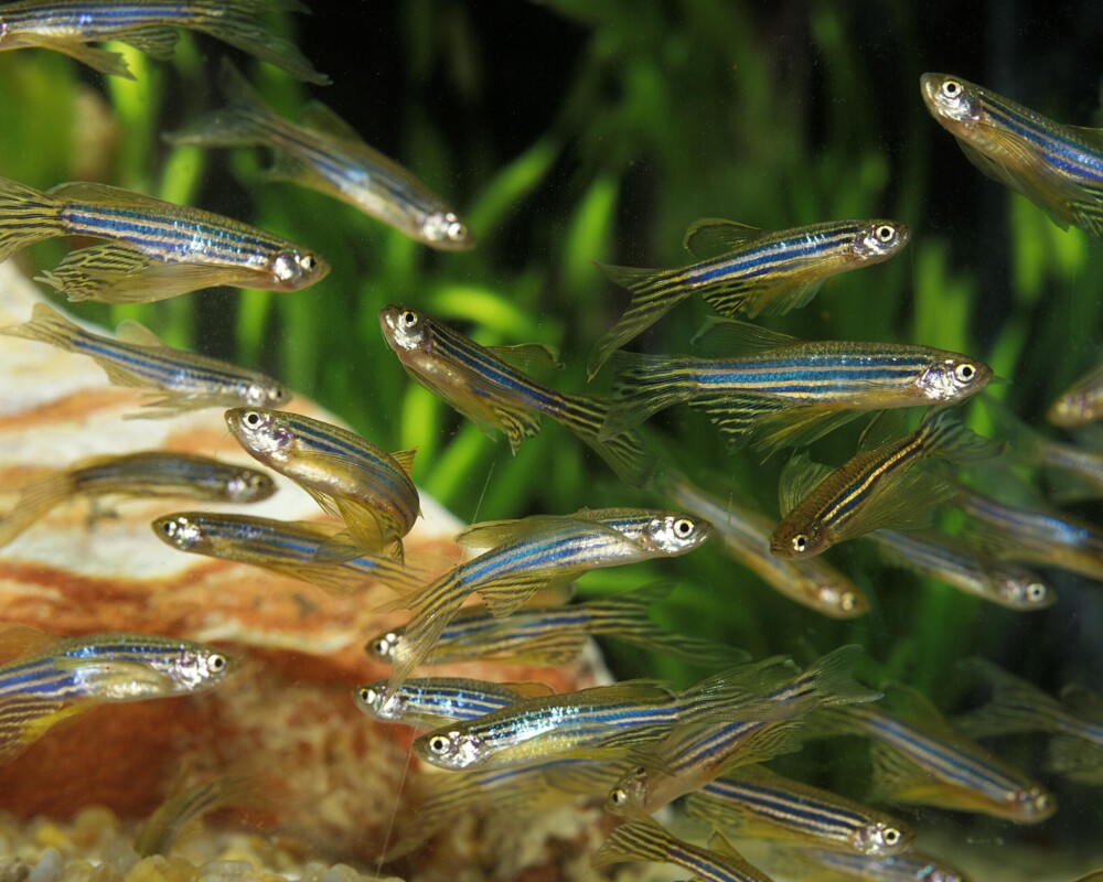 Zebra Fish, brachydanio rerio