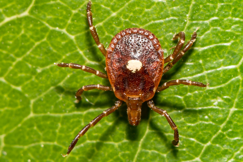 Lone Star Tick - Amblyomma americanum