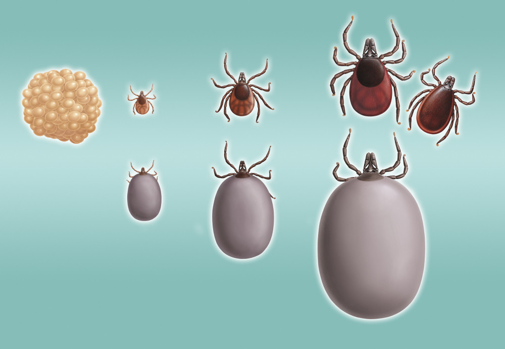 Entwicklungsstadien der Zecken: Eier, Larve, Nymphe, adultes Tier und deren Ansicht in vollgesogenem Zustand