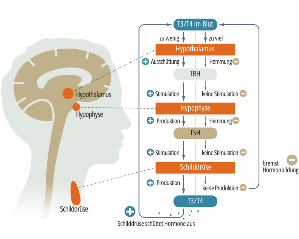 Grafik: Regelkreis der Schilddrüsenhormone