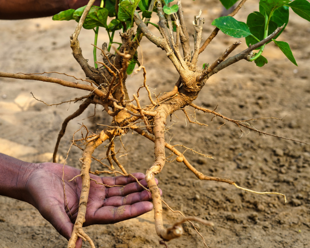 ASHWAGANDHA