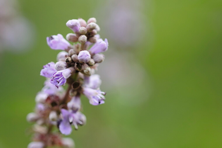 Blüten von Mönchspfeffer Blüten von Mönchspfeffer