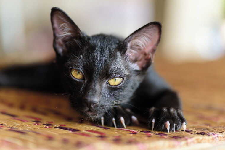 schwarze Katze mit ausgestreckten Krallen schwarze Katze mit ausgestreckten Krallen