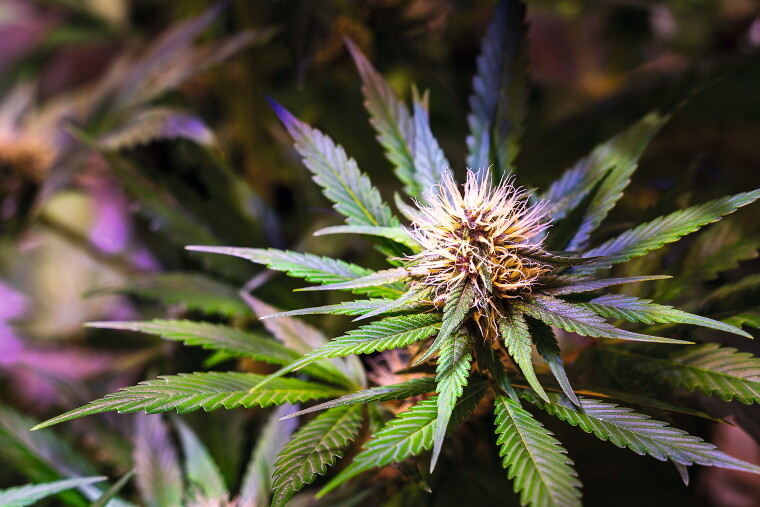 Cannabispflanze