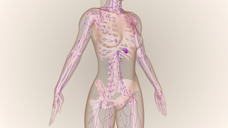 Grafik: Lymphsystem im weiblichen Körper Grafik: Lymphsystem im weiblichen Körper