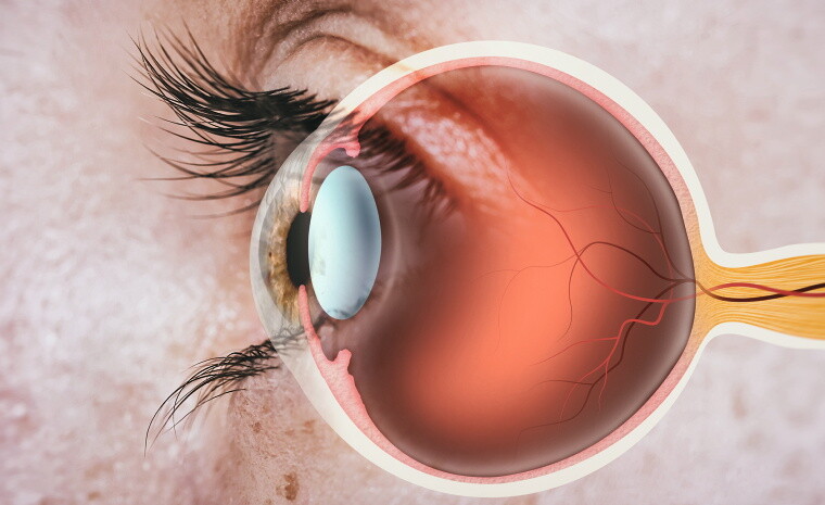 Querschnitt menschliches Auge Querschnitt menschliches Auge