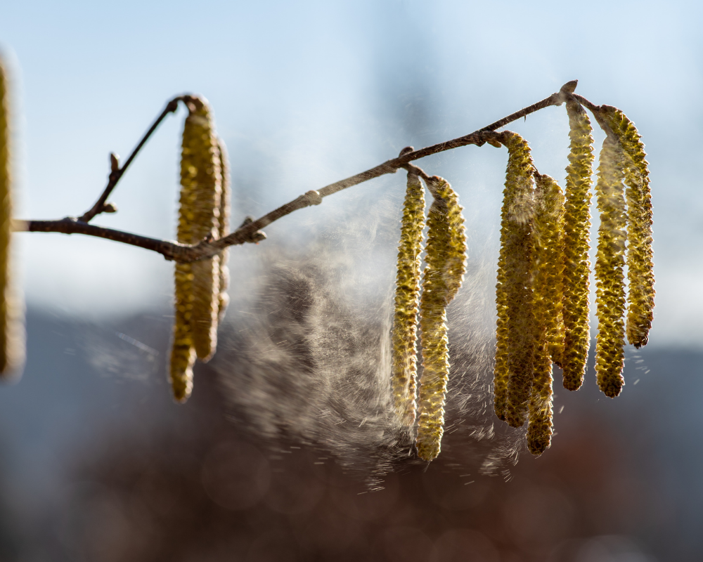 Pollen