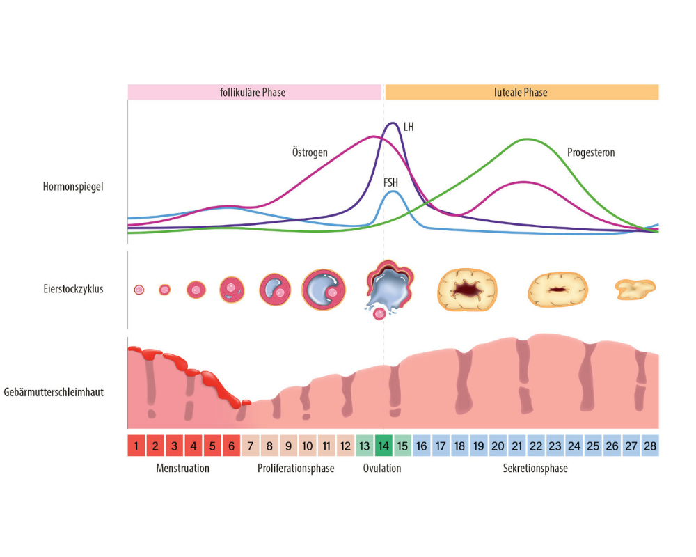 Grafik: Phasen und Hormone im Zyklusverlauf