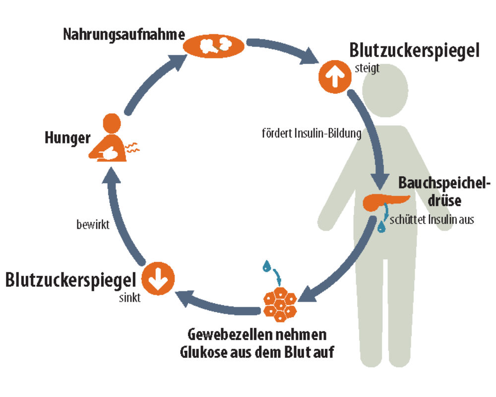 Grafik: Der Weg der Glukose im Körper