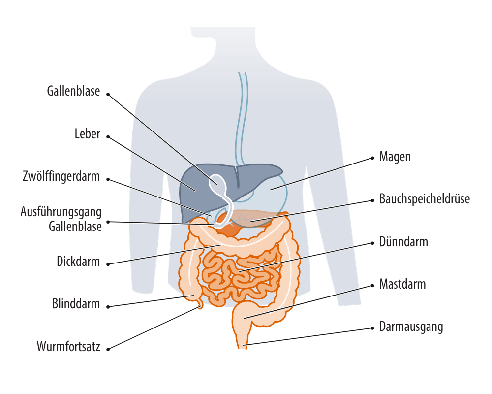 Grafik: Lage des Darms im Körper