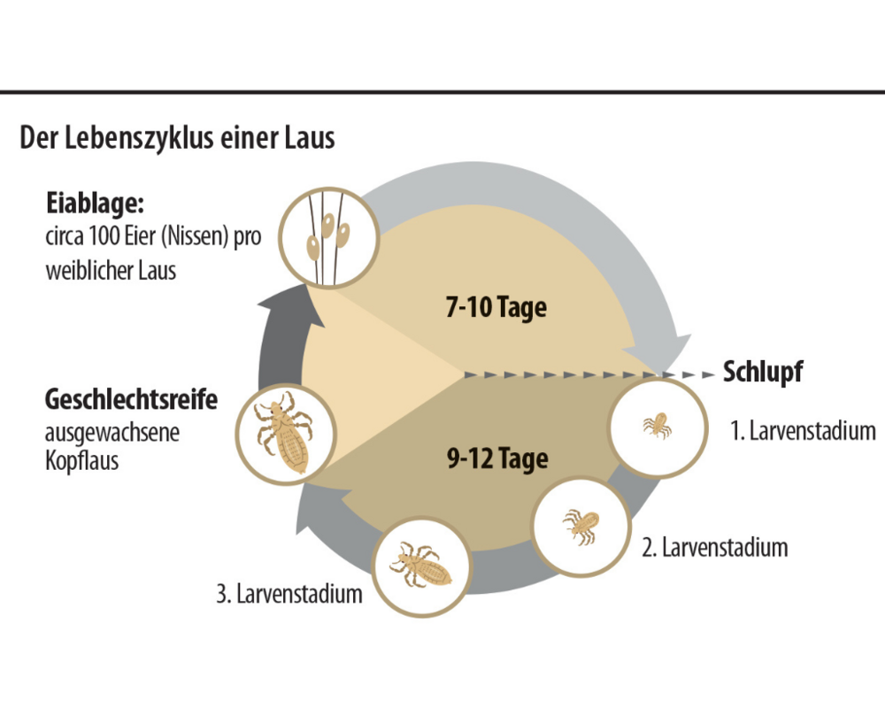 Grafik zum Lebenszyklus einer Laus