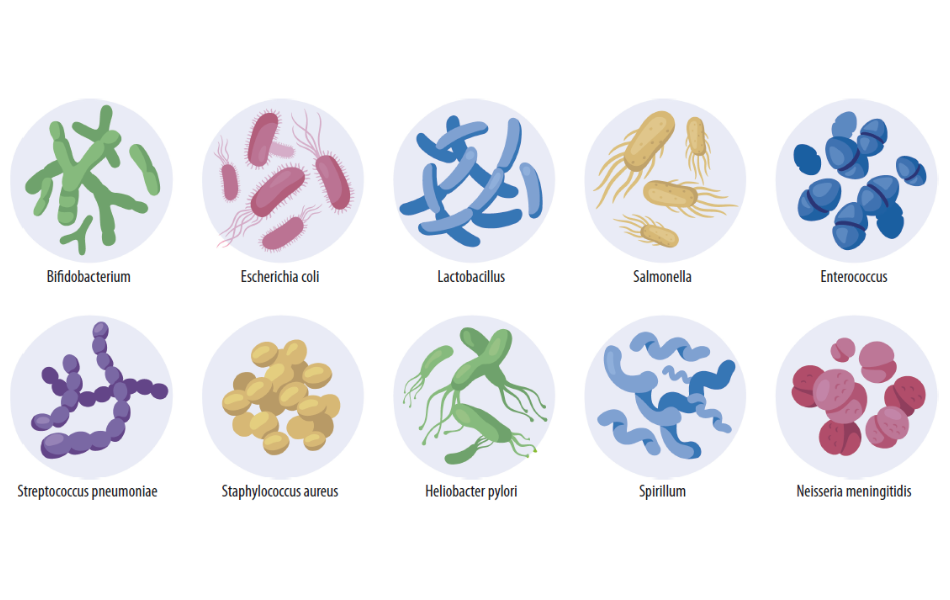 Nützliche und pathogene Mikroorganismen