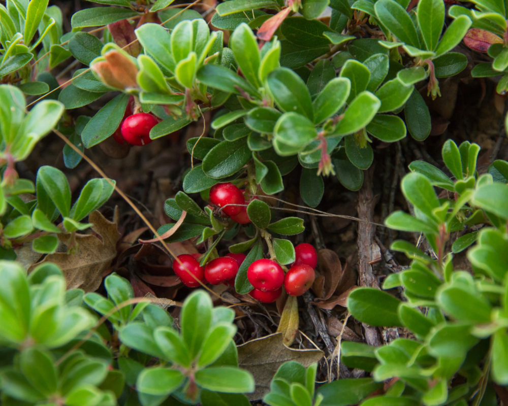 Cranberries