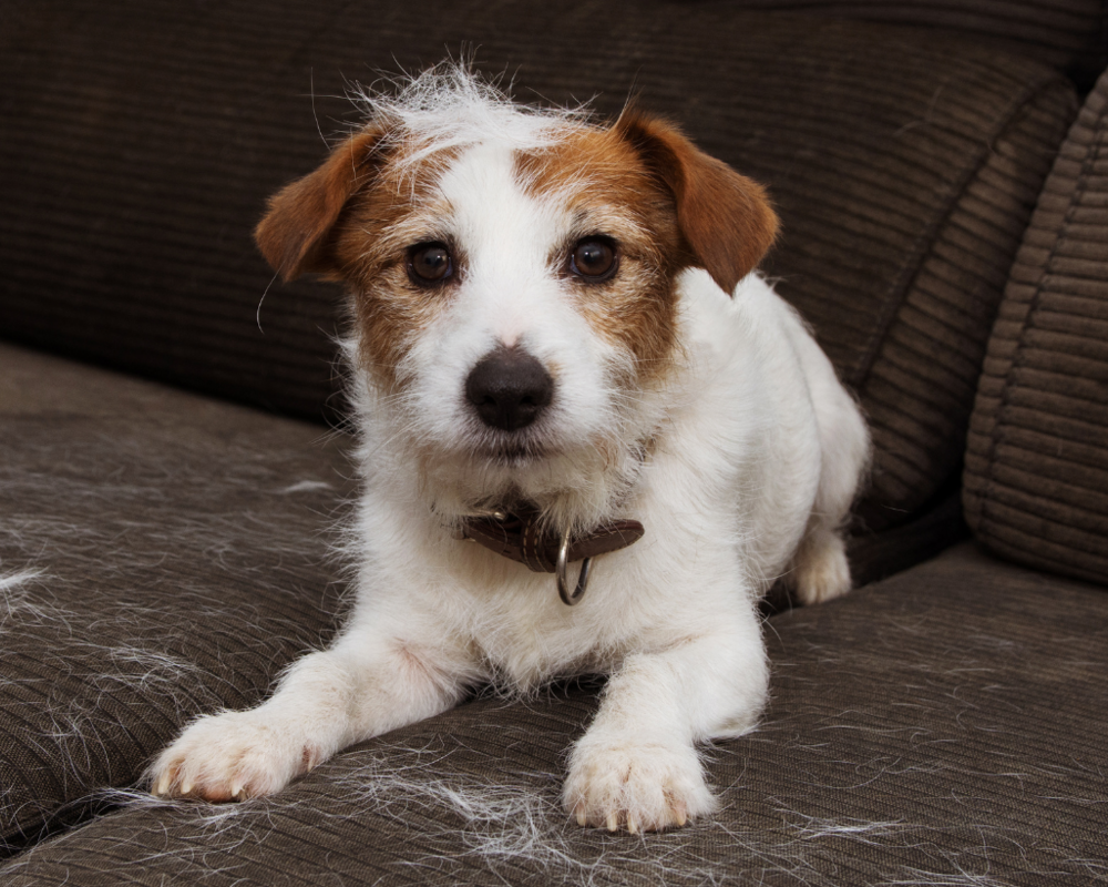 Hund