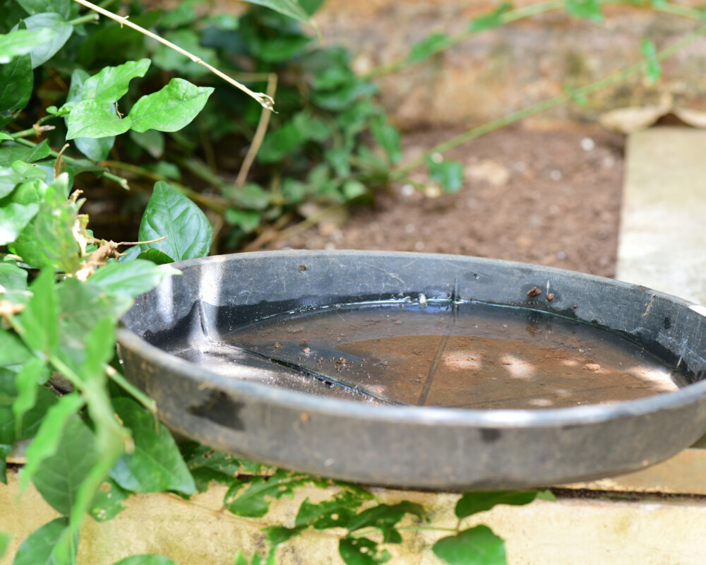 Wassertränke