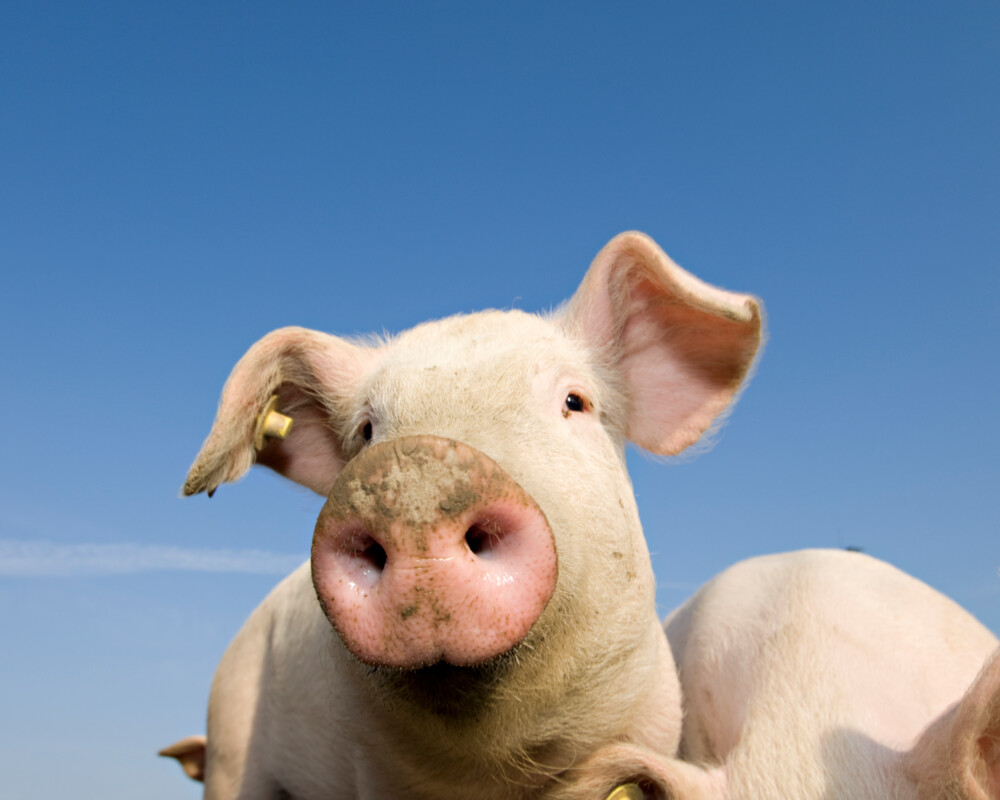 Schwein Schwein