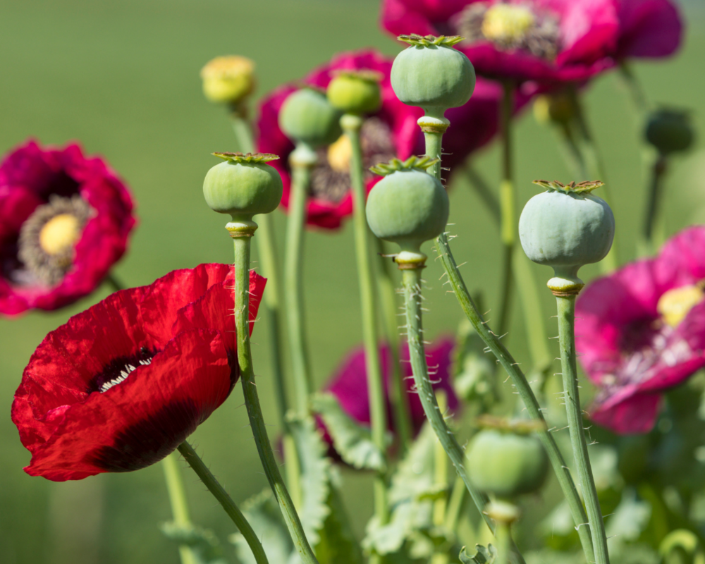 Mohn